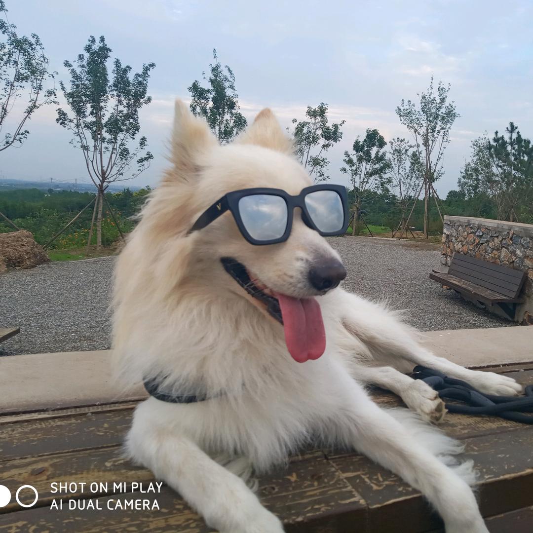 熊是只狗🐶