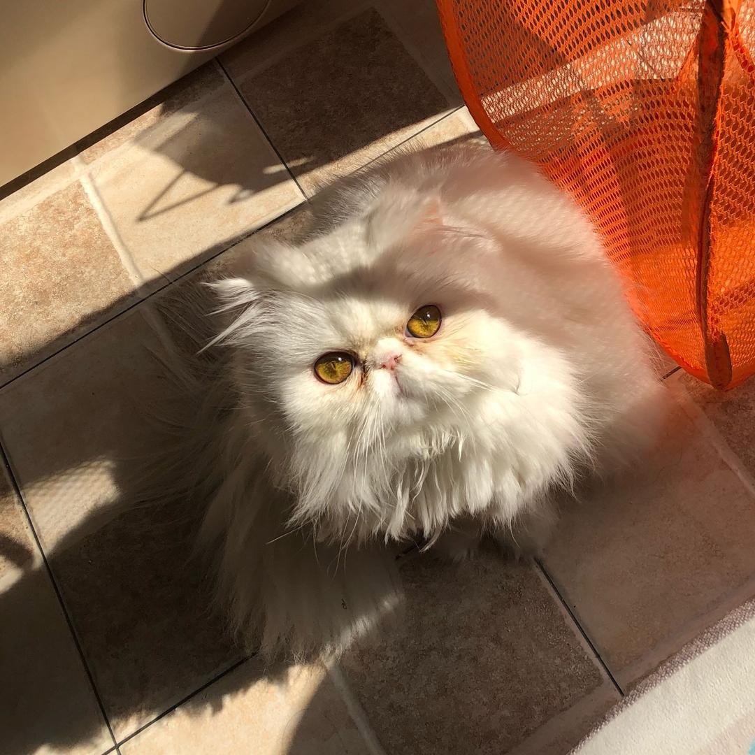 华侨城_张慧莹🍤
