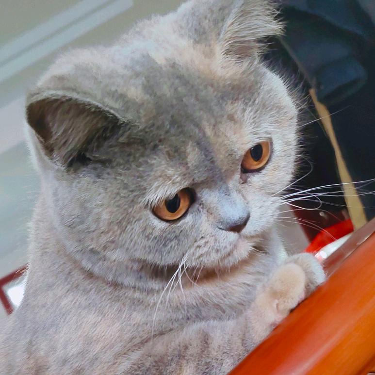 不会喵的猫