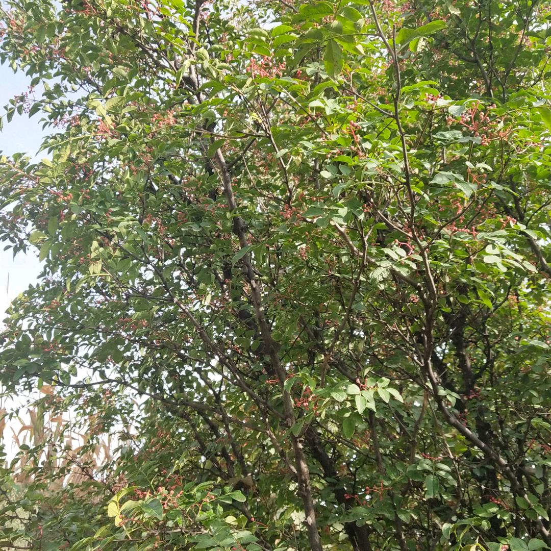 绮绮的奶奶，顺.