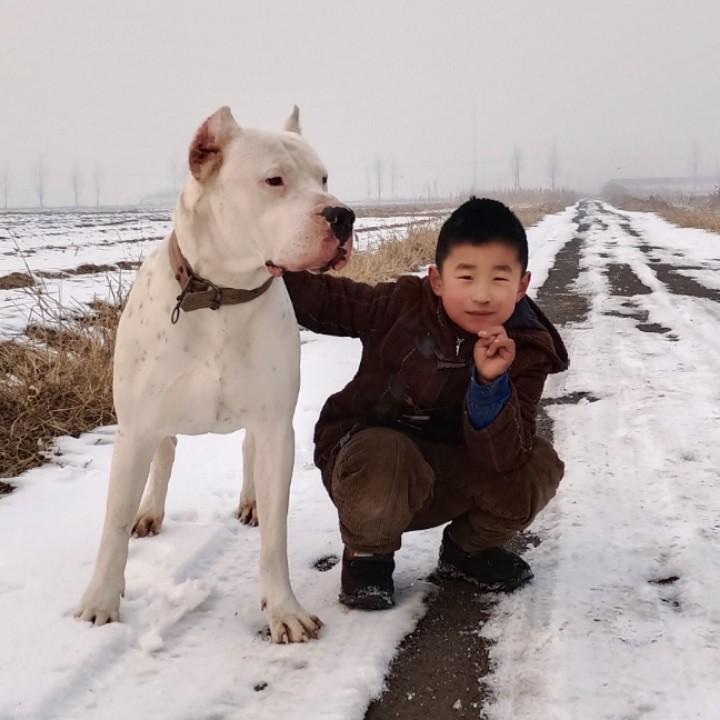 杜高犬☞☞燕子