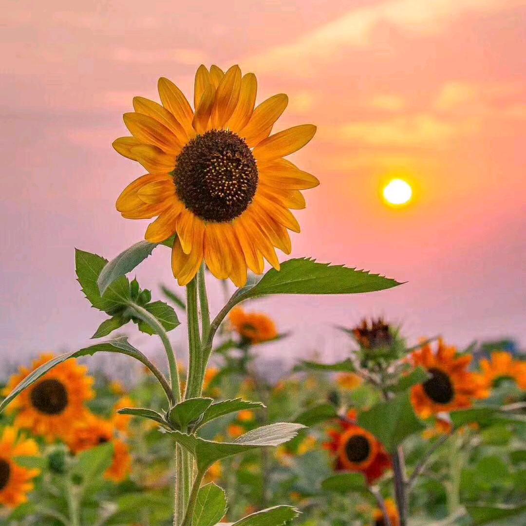 向日葵🌻🌻🌻