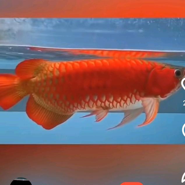 年年有余🐟.七二四月🐭