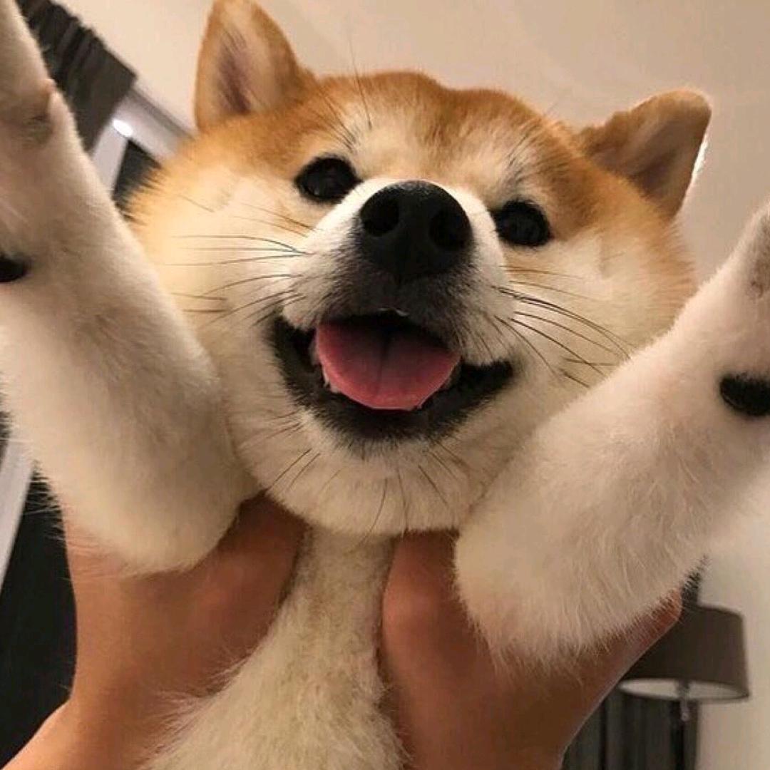 小柯不爱看电视