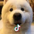为食小风风