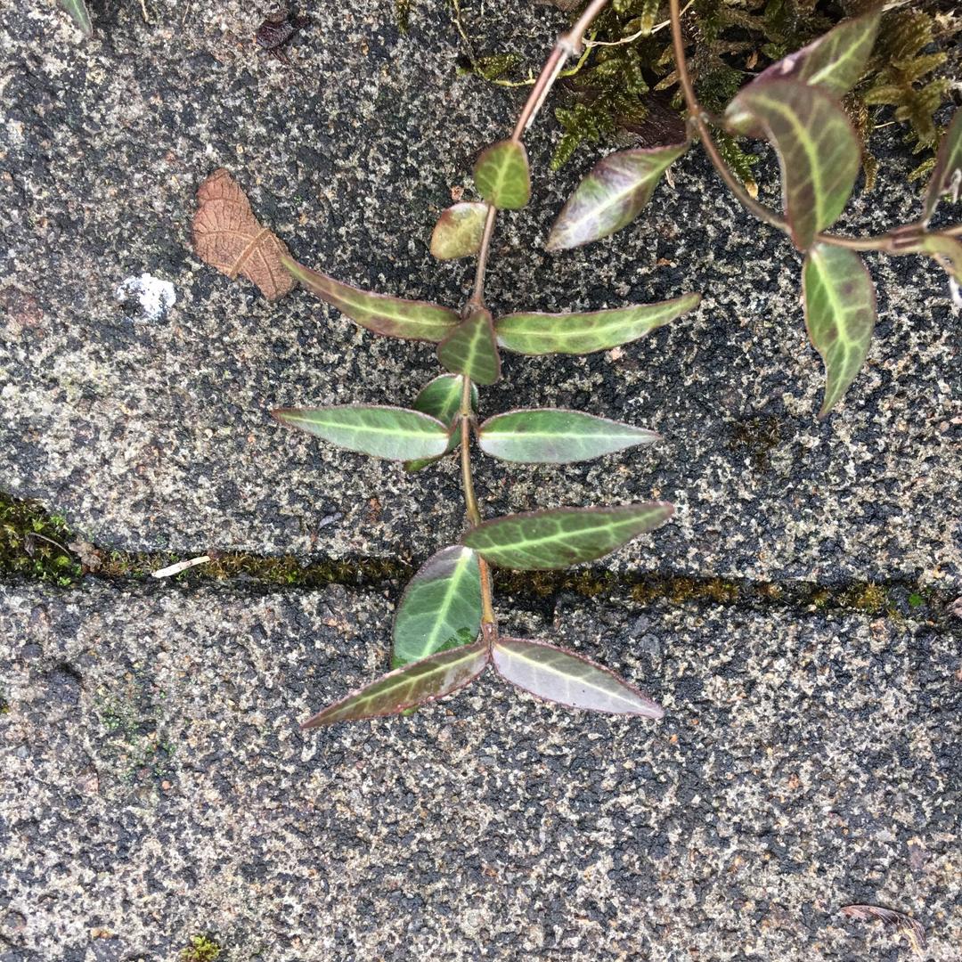 吉利垮啦嘤嘤嘤