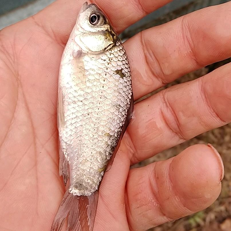 @野钓🇨🇳中国