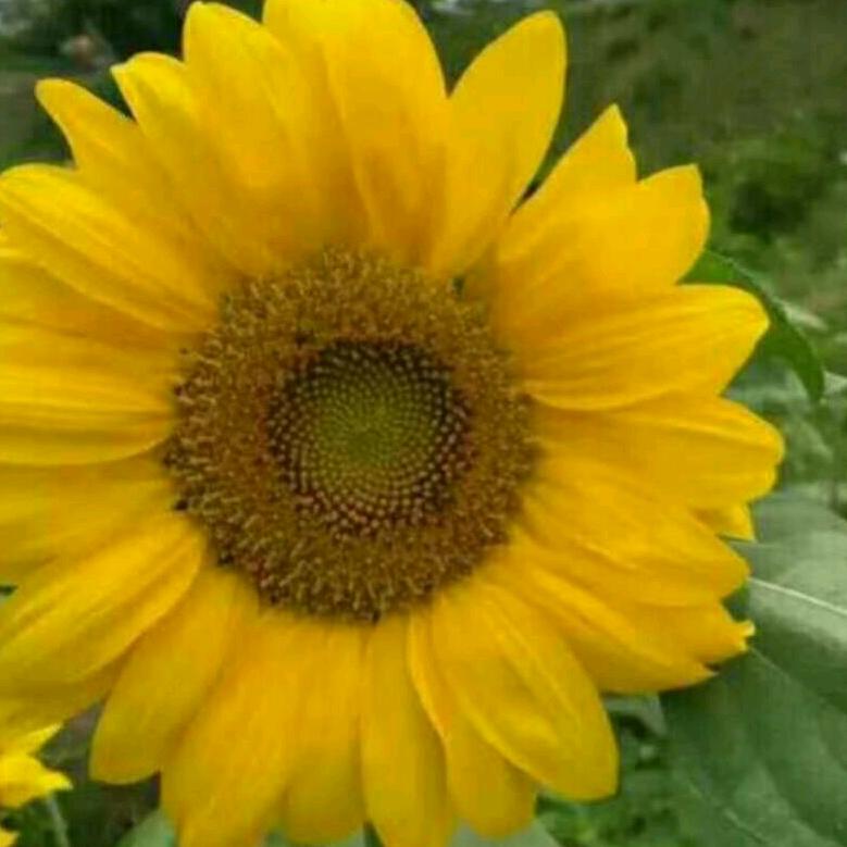 好人一生平安倪