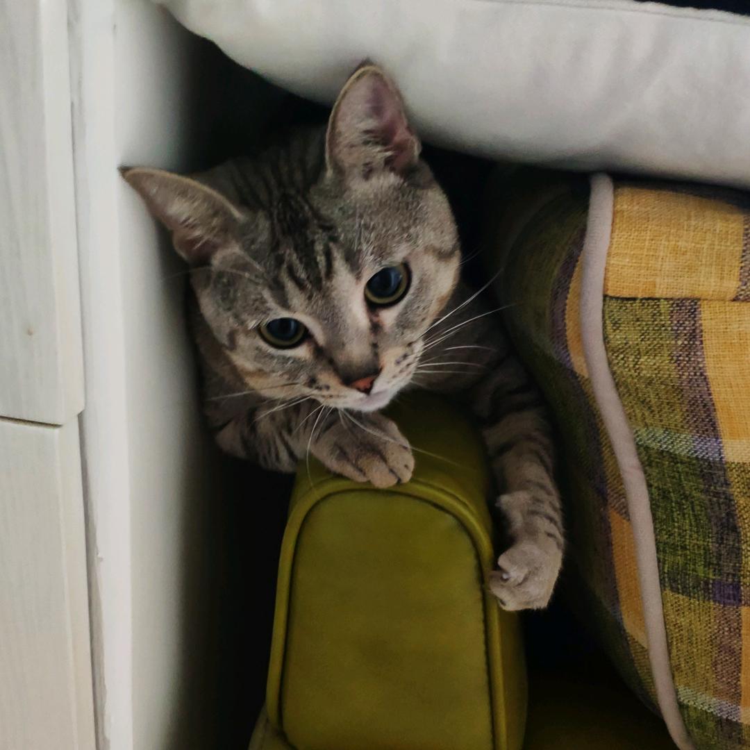 痞猫