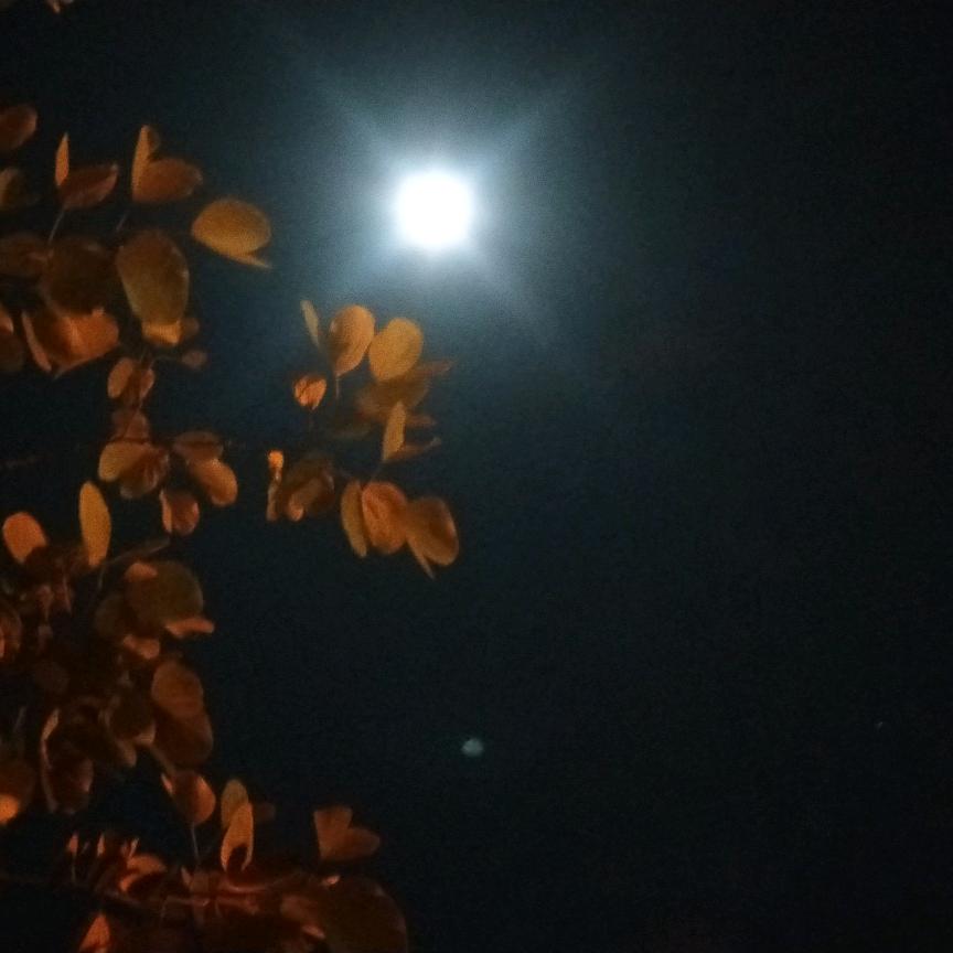 番茄酱炒西红柿