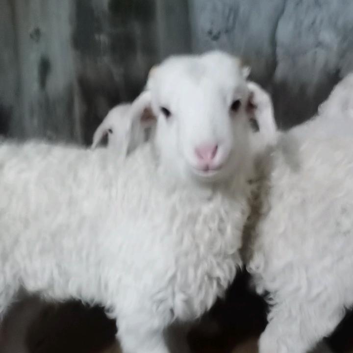顺哥牧业，（满族）