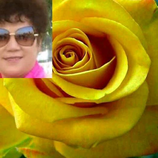 黄玫瑰🌹