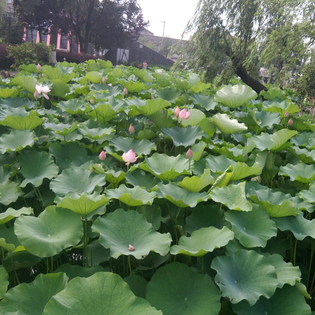 云淡风轻