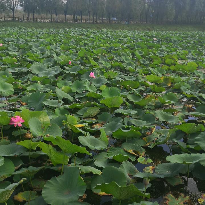 花如秀