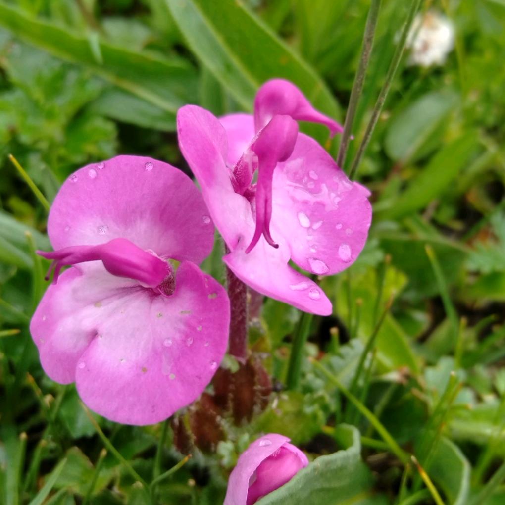 我爱我的家乡，