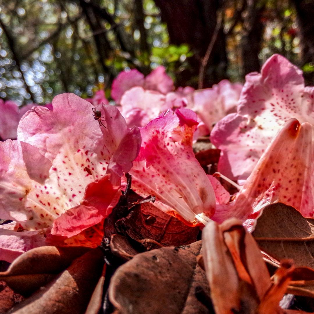 🌺为🌺你🌾心🌺伤🌿