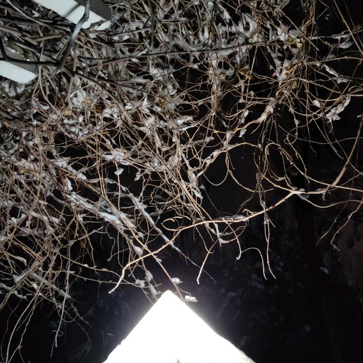 廷