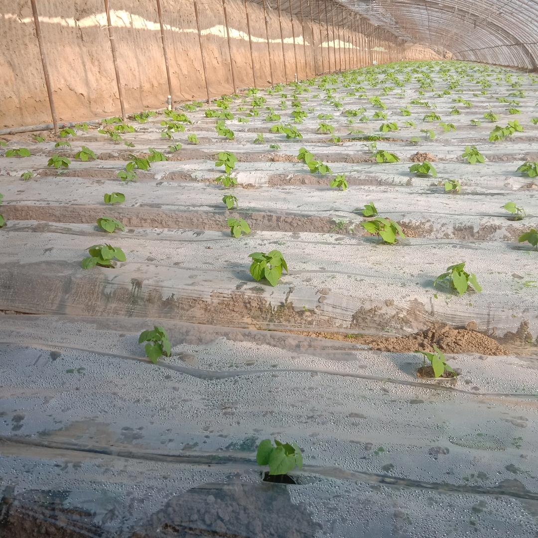 九尾灵狐王东红