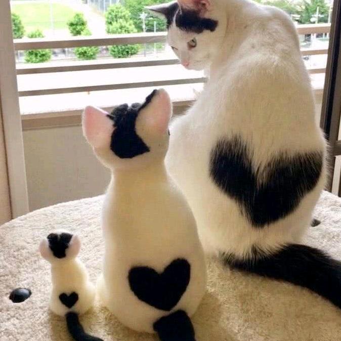 胖大猫和糖小豆