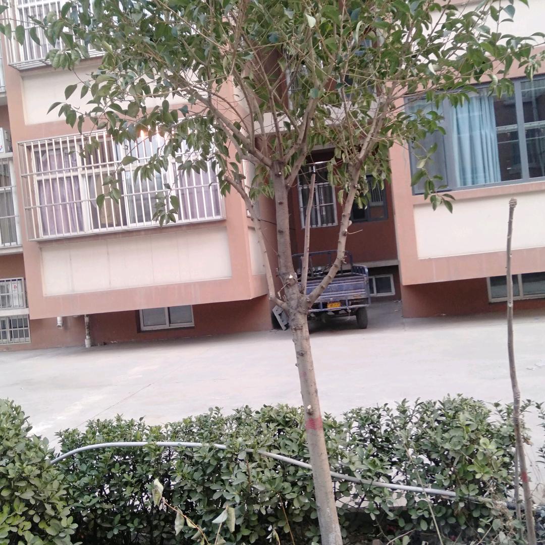 放心馒头！西窑头店