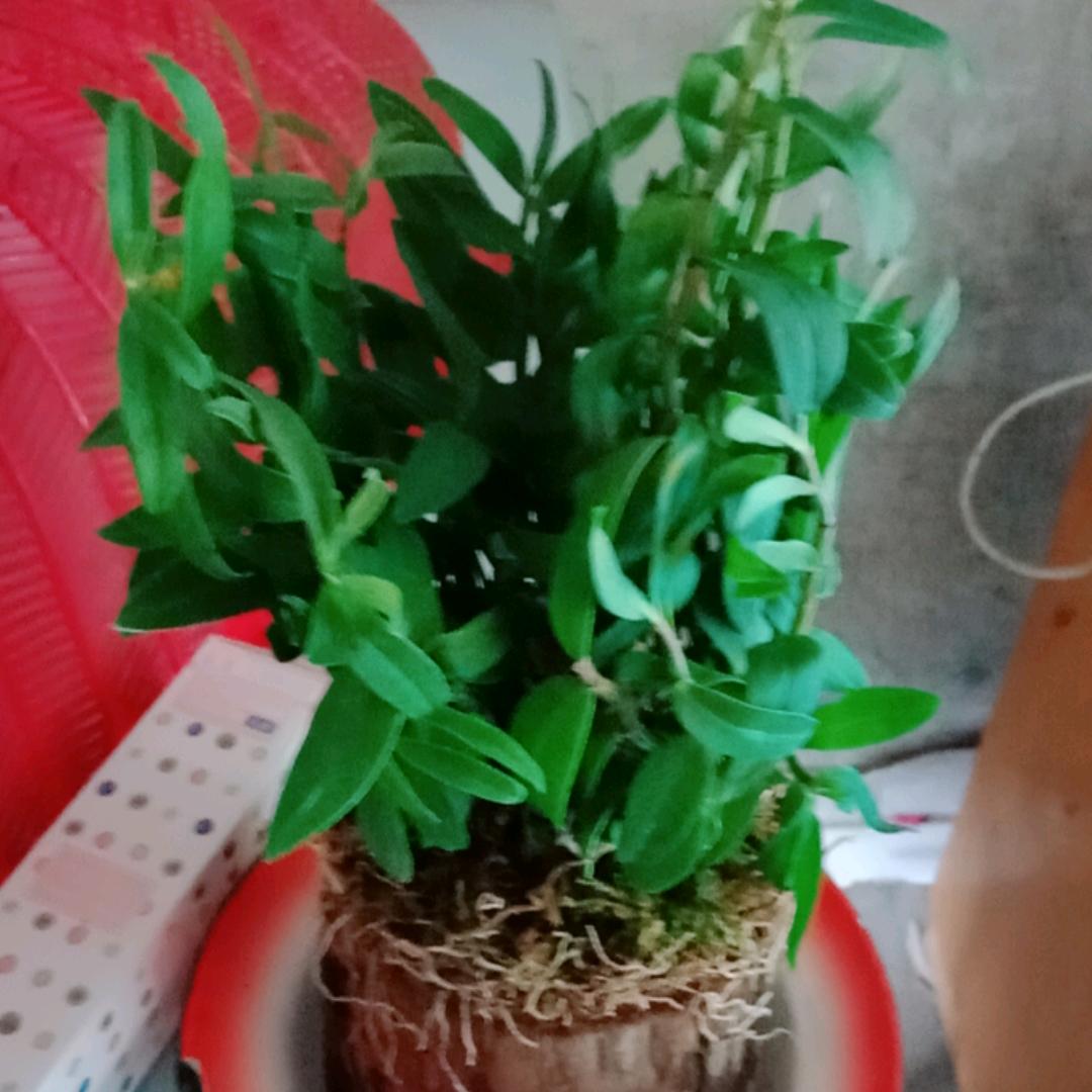 风声水起