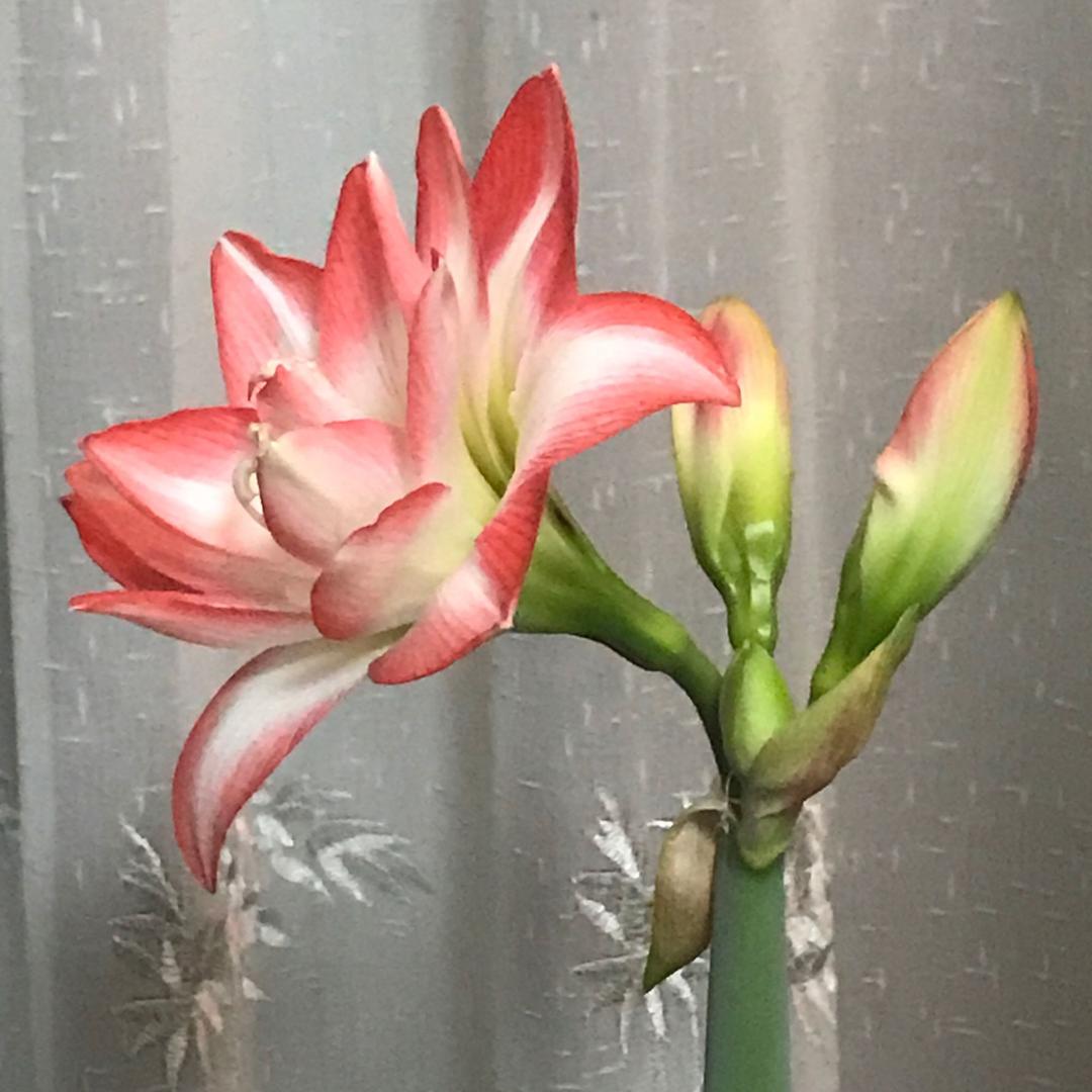 小鱼儿