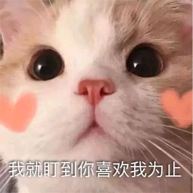 ( ﹡ˆoˆ﹡ )