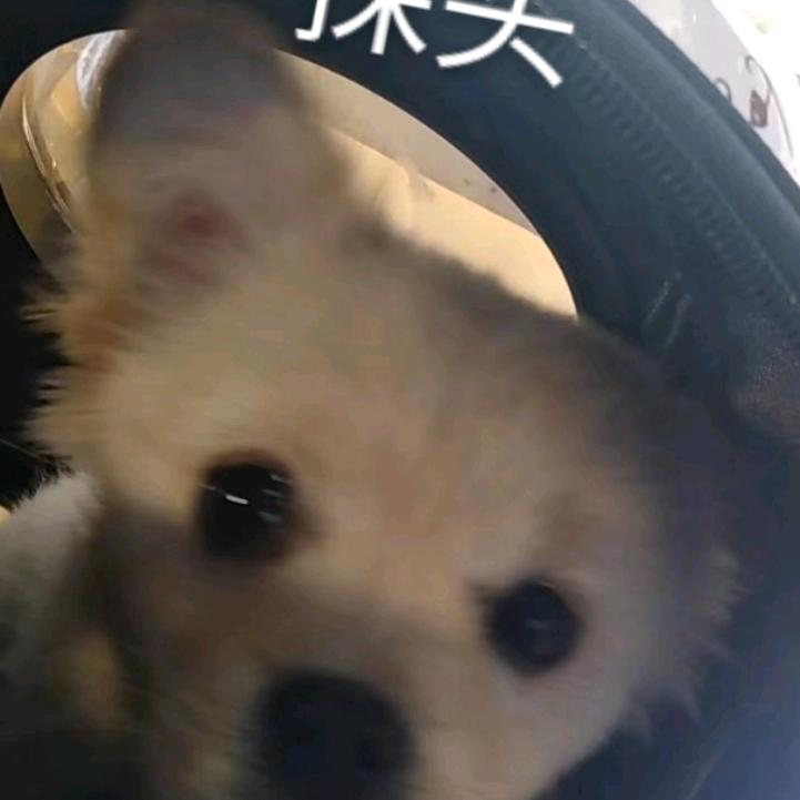 狂暴野猪