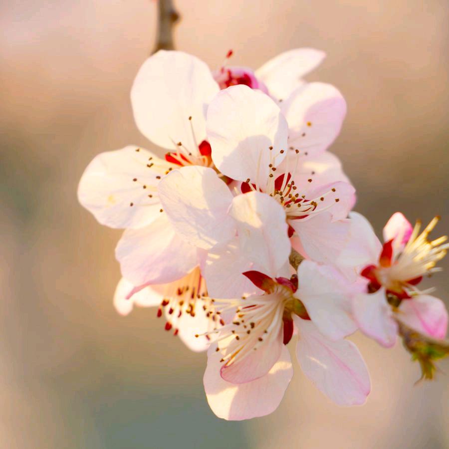 一束花