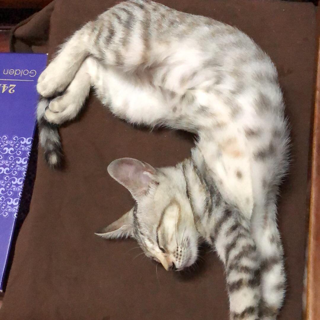 🐟🐟没吃香菜