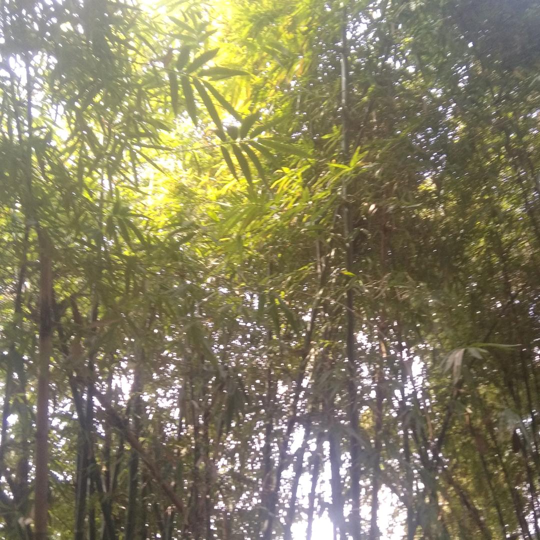 砍躲寒悬客