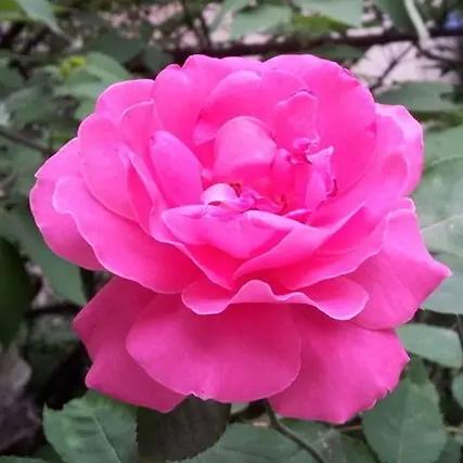 岁月静好，杨家二姐