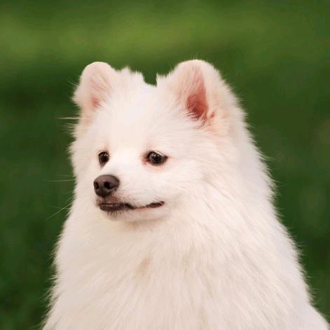 刚哥