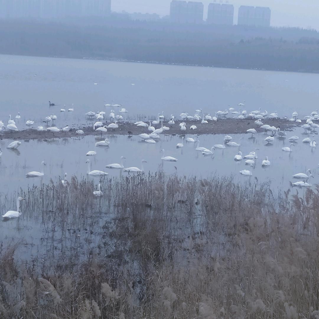 懒喵喵...