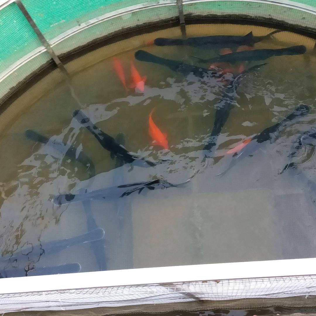 连续做白日梦