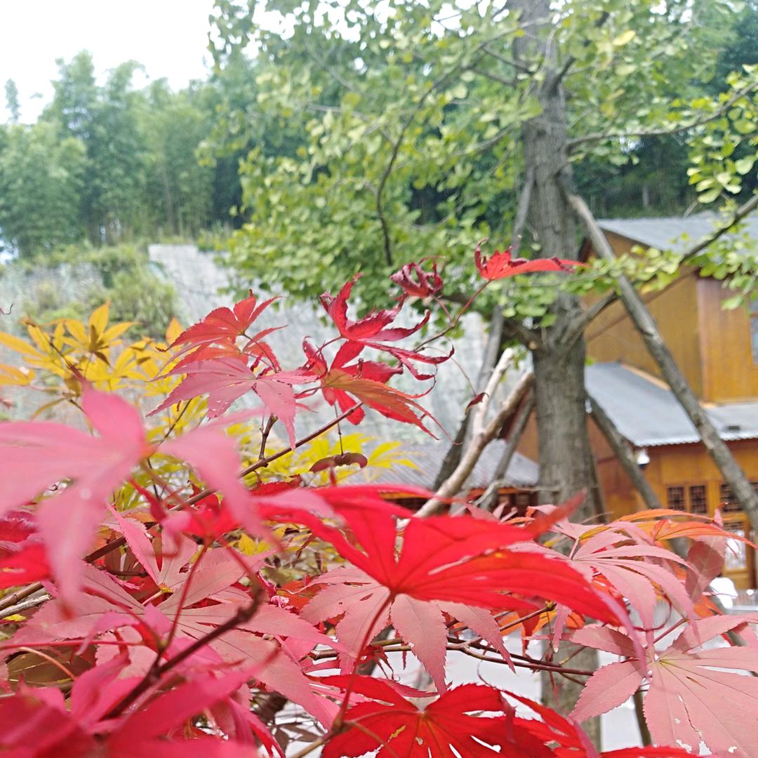 听着音乐看小说