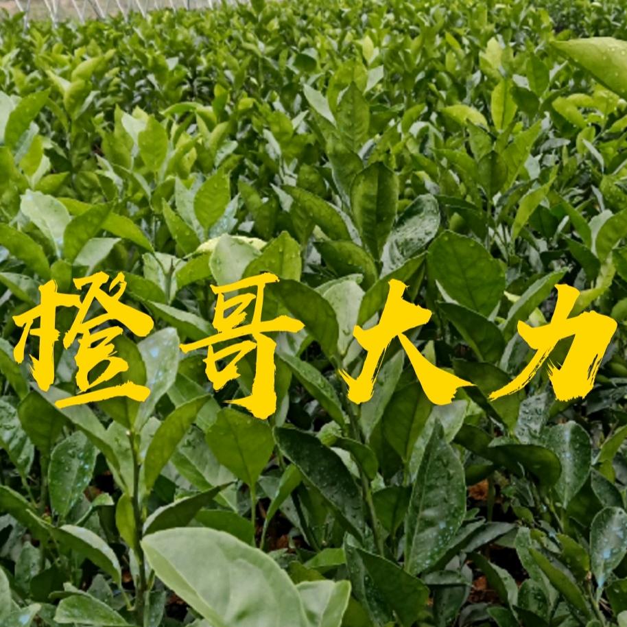 橙哥大力爱分享（上海惠鑫农业）