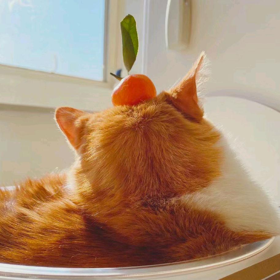 -青桔就是很好吃