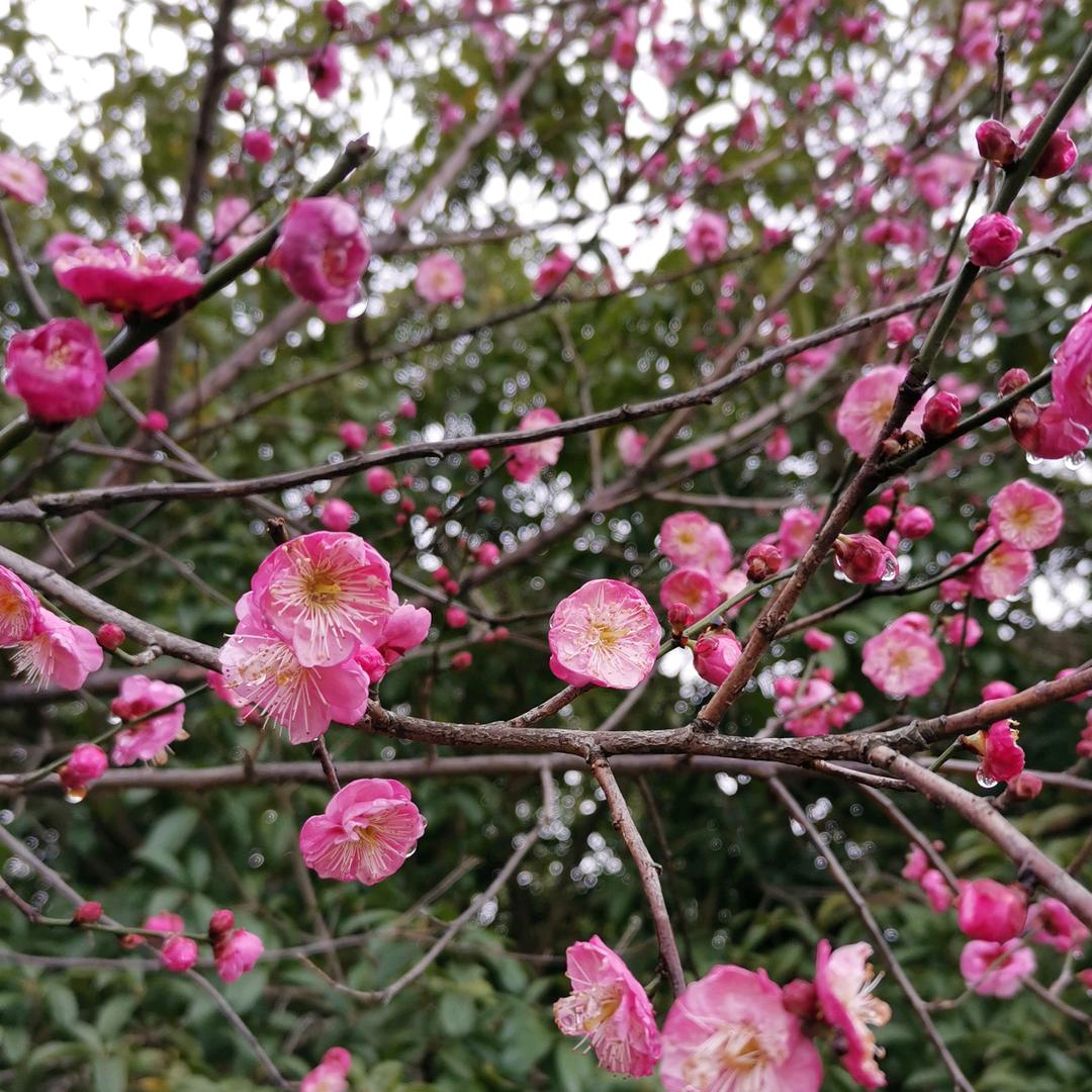 淋家小溪