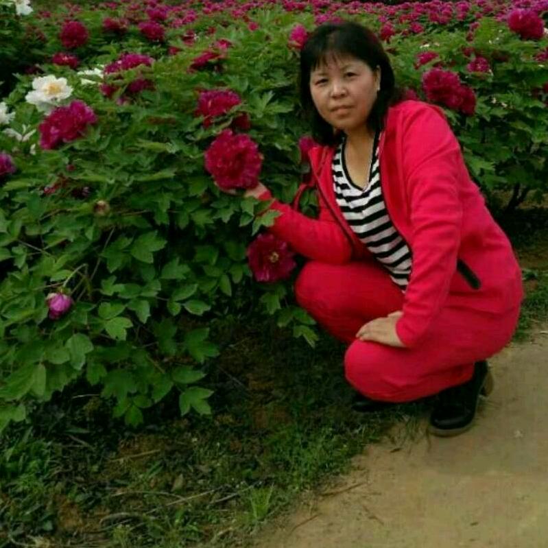 夏荷