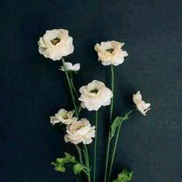 菊华