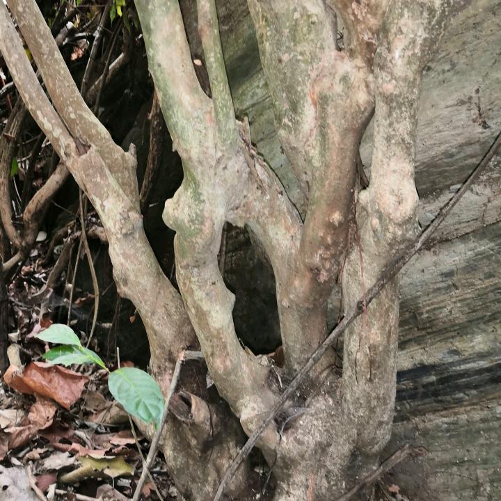 三少爷
