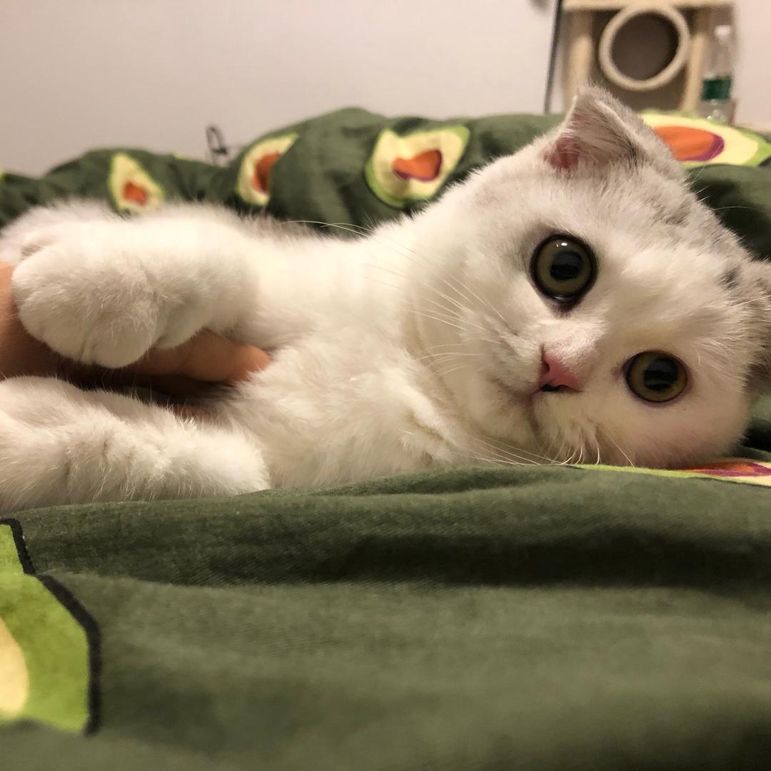 七七和铲屎官@抖音