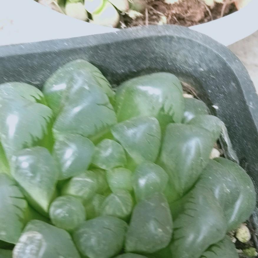 美好未来