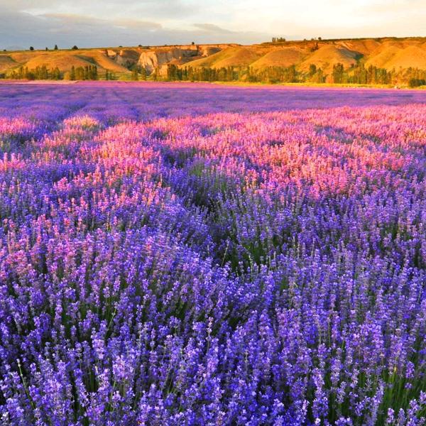 展望未来，永远幸福。
