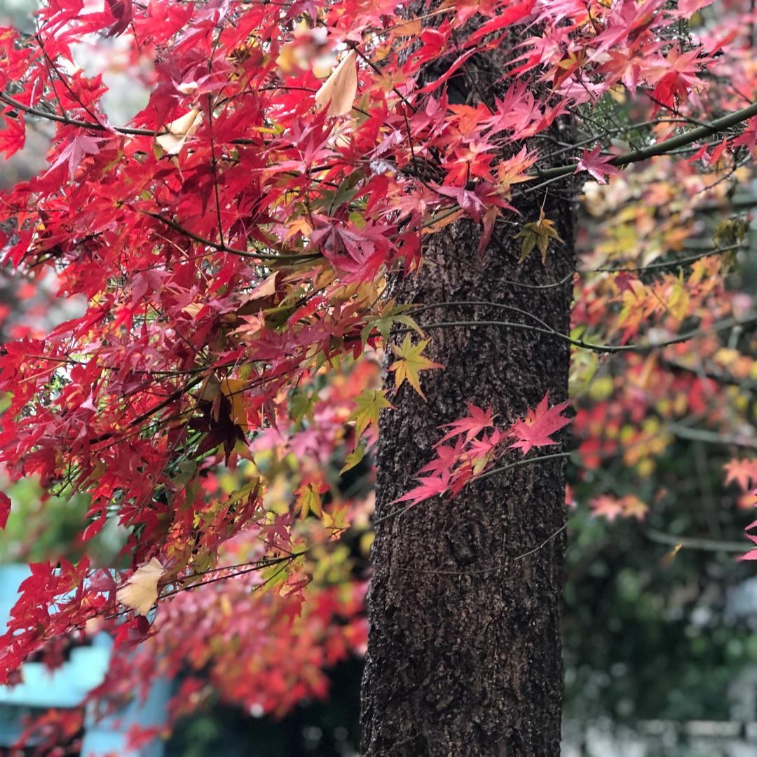 静待花开
