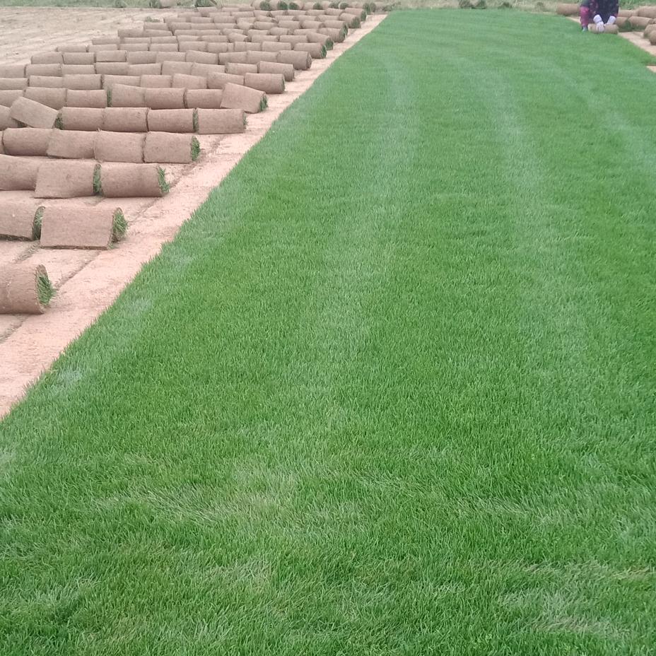 专业卖草皮的唐大大