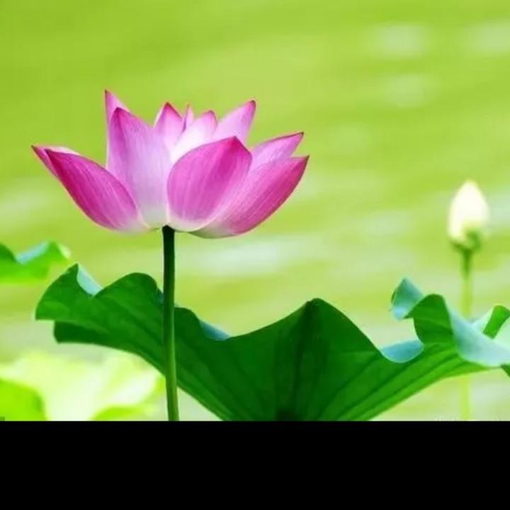 小聪