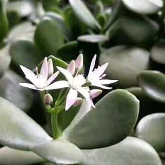 幸福花开