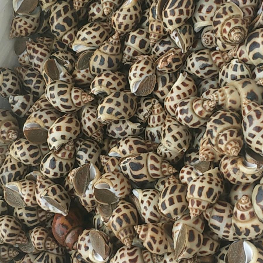 硇洲岛野生东风螺